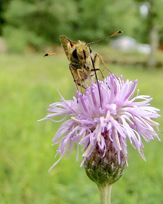 Essex skipper